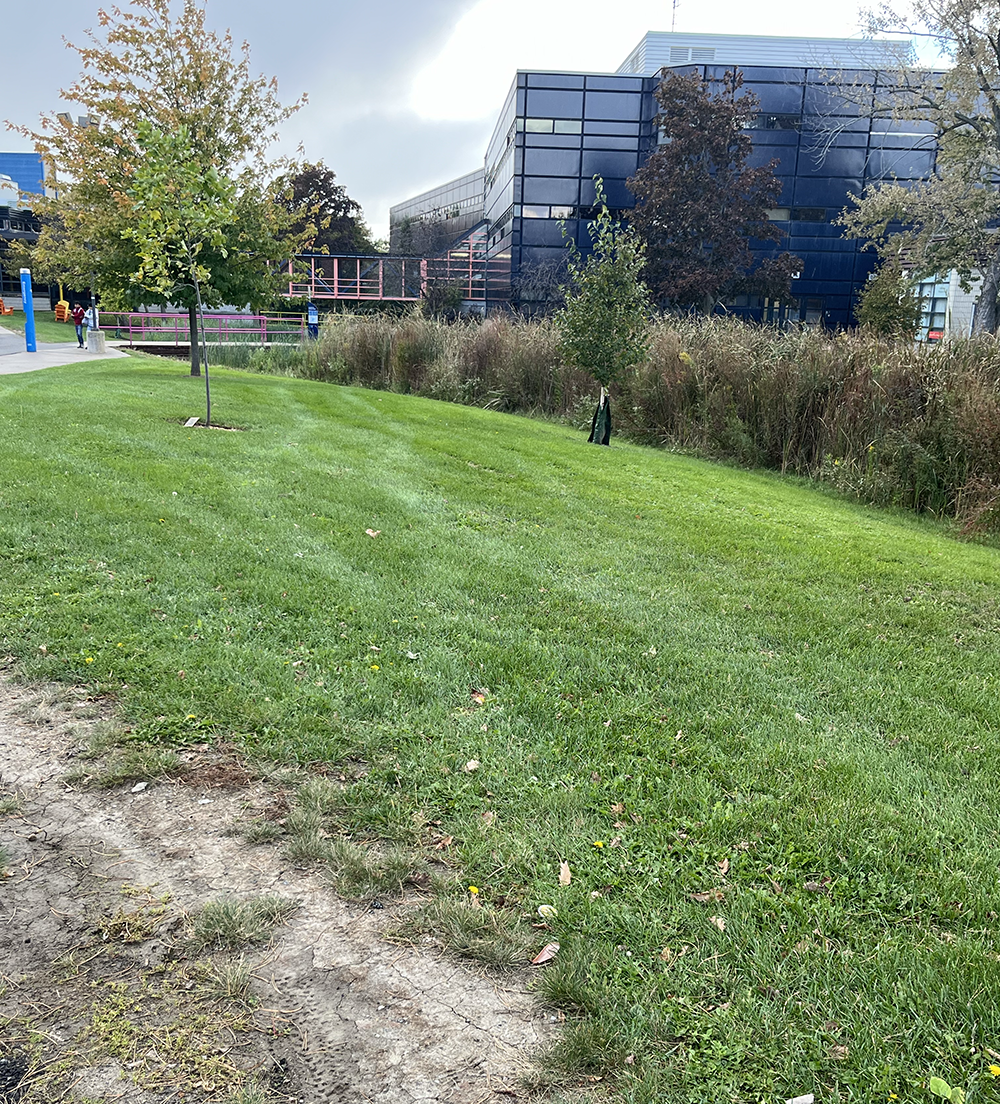 Sheridan College, the lawn outside the college